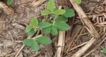 Soybean Stand Evaluation and Re-Plant Decisions