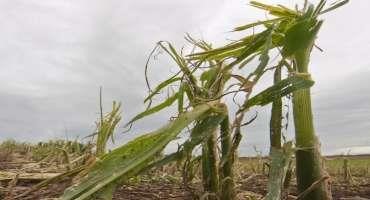 Noninsured Crop Disaster Assistance