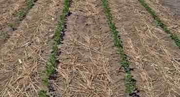 Cover Crop Residue and C:N Ratios