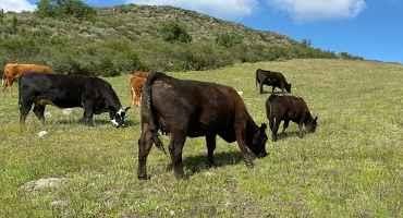 Beef Cattle Grazing More Help than Harm for Endangered Plants and Animals