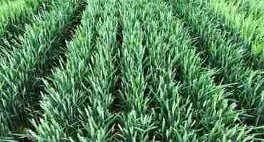 Low Risk for Fusarium Head Blight in Wheat