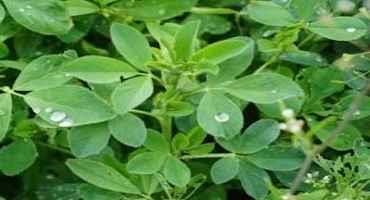 It’s Time to Start Thinking About Harvesting Alfalfa Fields