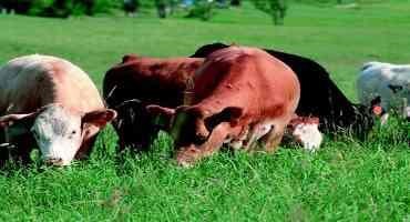Livestock Gross Margin Insurance Cattle