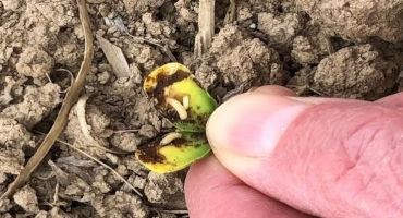 Delayed and Variable Soybean Emergence