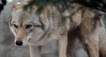 Agriculture and Forestry Coalition Moves to Defend Gray Wolf Delisting