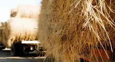Haul the Feed or the Cows