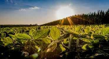 Study: Fluorescent Light Clarifies Relationship between Heat Stress and Crop Yield