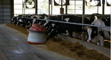 Transition Cow Management: Much More than Just Diet!