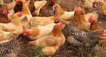 CDC Tracking Salmonella Outbreak Linked to Backyard Poultry