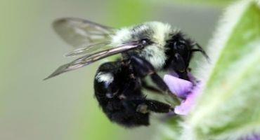 Pollinating Insects Can Help Soybean Yields