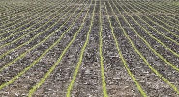 Cool Temps Spread Out Corn Emergence