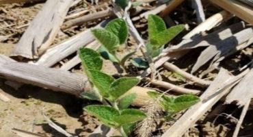 Soybean Herbicide Considerations