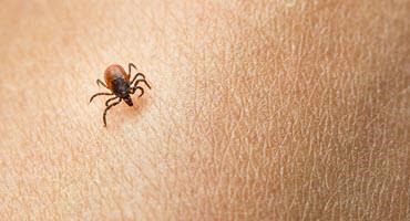 Avoid ticks on Ontario farms
