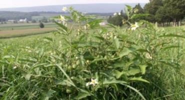 Poisonous Pasture Weeds and Livestock