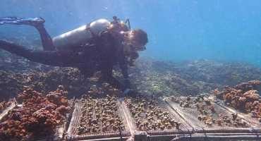 Climate Change-resistant Corals could Provide Lifeline to Battered Reefs