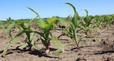 Corn at 95% Planted, Soybeans 85% Completed