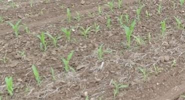 Dry Conditions will Impact Early Season Weed Control