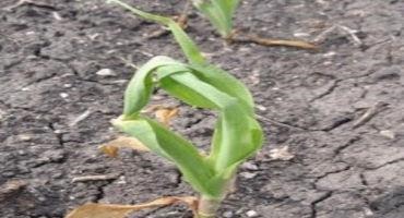 Spring Freeze Injury to Corn in the Northern Half of Minnesota: What to Expect