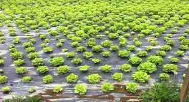 Beer Byproduct Mixed with Manure Proves an Excellent Pesticide