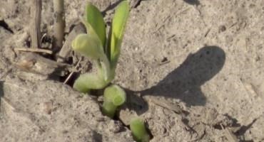 Will My Wheat and Soybean Crop Freeze
