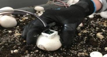 Researchers Develop Prototype of Robotic Device to Pick, Trim Button Mushrooms