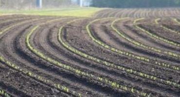 Corn Replant Decisions