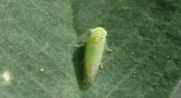 Potato Leafhoppers Have Arrived in an Alfalfa Field Near You