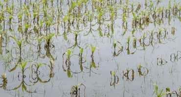 Oklahoma Crop Producers may need to Alter their Herbicide Management Plans