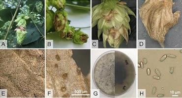 New Disease Halo Blight Threatens Michigan Hop Production