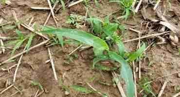 Escaped Weeds and Rescue Options in Corn