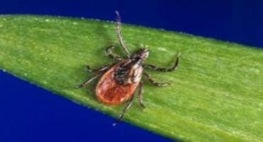 Learn the Myths About Ticks to Keep Yourself Tick Safe