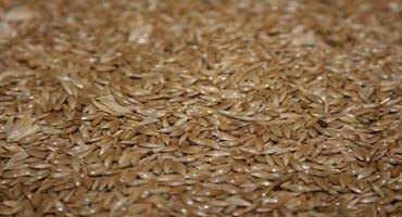 Canary seed becomes official grain Aug. 1