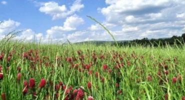 A Few Days Remain to Receive Cover Crop Insurance Premium