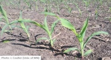 Early Season Corn Growth and Development