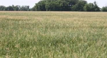 Roughstalk Bluegrass in Cereal Grain and Forage Crops