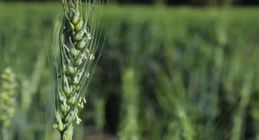 Nebraska Winter Wheat Crop Forecast at 39.8 Million Bushels