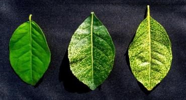 Decoded Genome of Little-Known Disease Offers Hope for Citrus