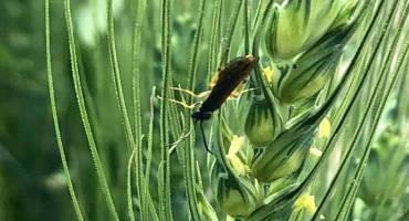 Wheat Stem Sawfly Emergence — Field Notes from Early June