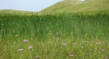 Understanding Grassland Terminology