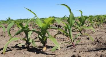 Corn 95% Emerged, Soybeans Emerged 84%