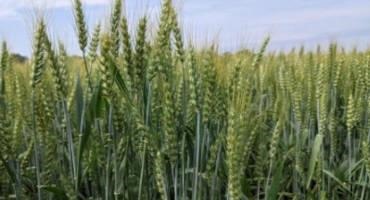 2021 Wheat Crop Near Average Yields, Clean