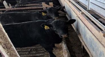 Programming Cattle Feed Intake Can Improve Feed Efficiency