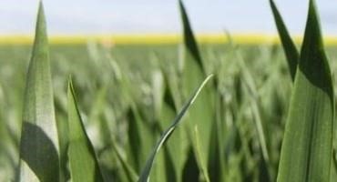 New Fungicide by Syngenta UK Shown to Boost Wheat Yield
