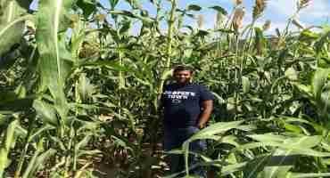 Sorghum, a Close Relative of Corn, Tested For Disease Resistance on PA Farms