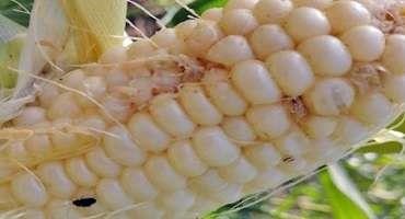 Sap Beetle Management in Sweet Corn