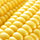 Iowa Corn Leadership Applauds Vilsack Nomination