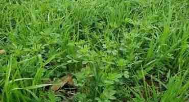 Herbicides in New Grass and Legume Seedings