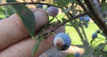 What are the White Spots on my Blueberries? Exobasidium Fruit Spot