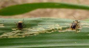 Corn Rootworms and Fireflies