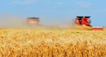Texas Wheat Production Average Despite Challenges